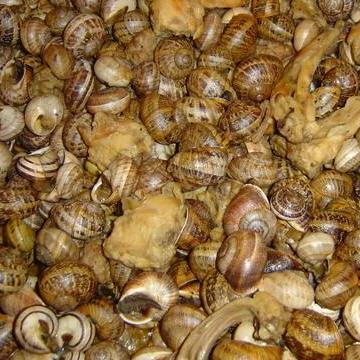 ウサギとカタツムリ