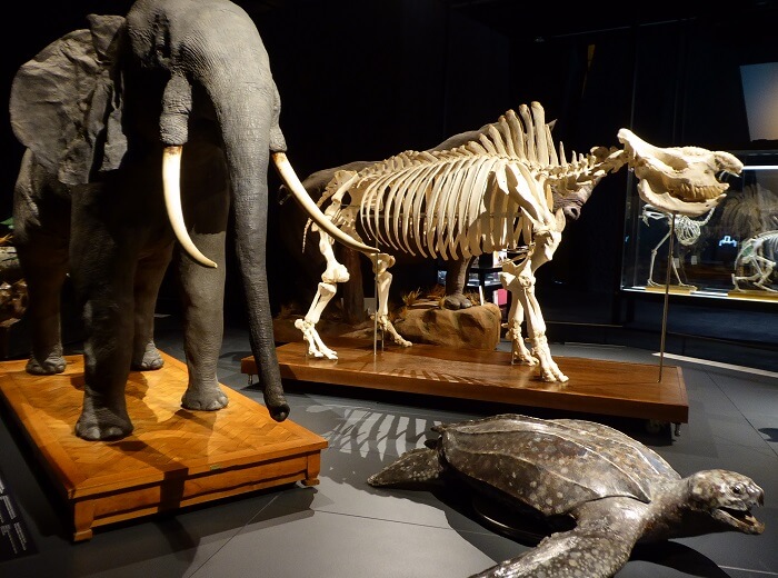 自然科学博物館