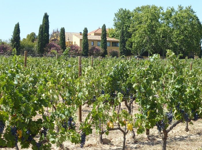 トレース社　マス・ラプラナ