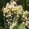 白いブドウ